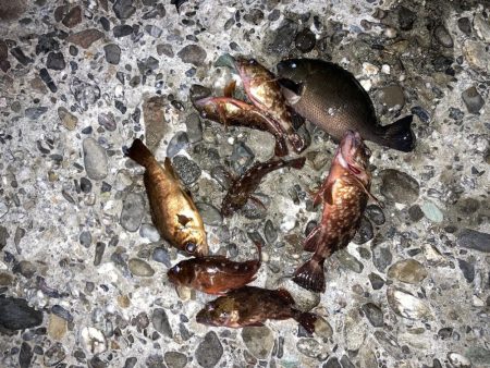 寒グレとカサゴとメバル