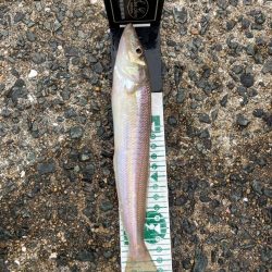 シロギス狙いのポイントチェック