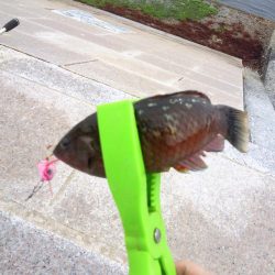 4時間粘って1匹しか釣れませんでした