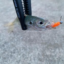 ダートアジング