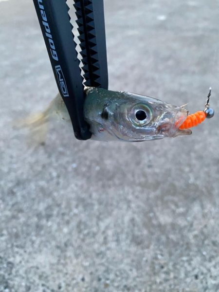 ダートアジング