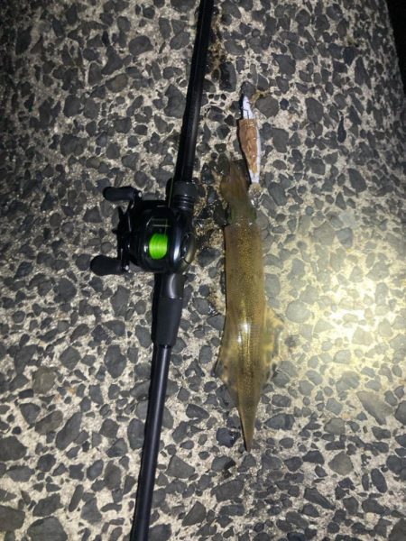 いいサイズのヤリイカ