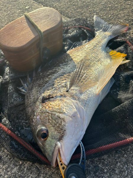 ヘチってきました