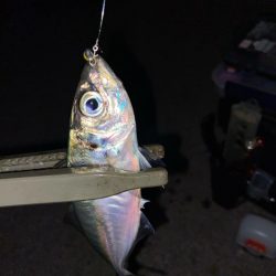 半年ぶりの釣行