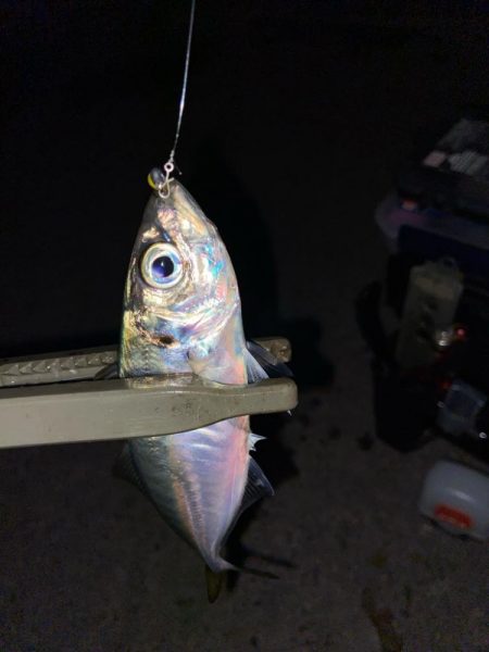 半年ぶりの釣行