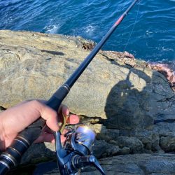 チヌに好かれてます