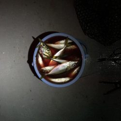 美保湾ボートアジング