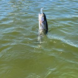 超久々の晴れの日釣行