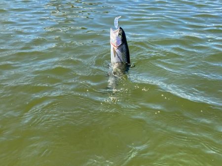 超久々の晴れの日釣行