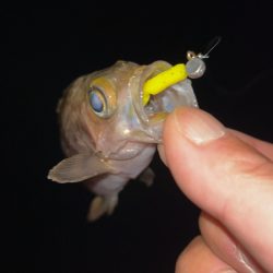 やっぱり寒いメバリング