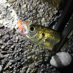 フロートメバリング