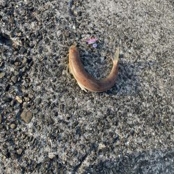 バラしたあいつはきっとサ◯シだ!と思いたい