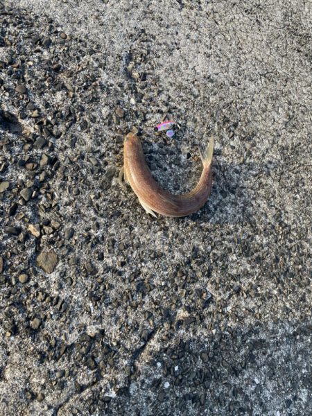 バラしたあいつはきっとサ◯シだ!と思いたい