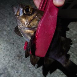 灘浜メバリング