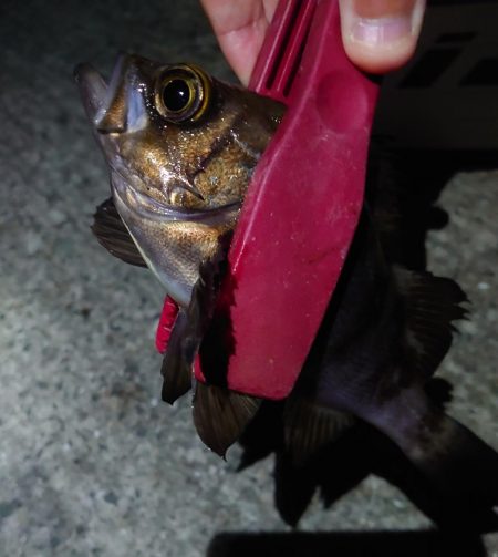 灘浜メバリング