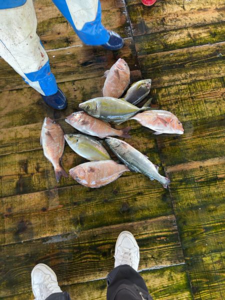 海上釣り堀あなたに逢い鯛