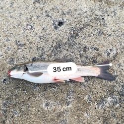 ウグイしか釣れない