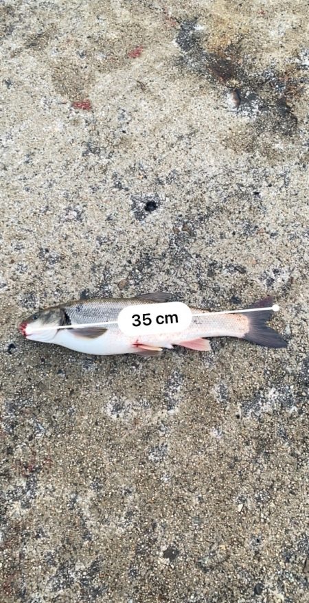 ウグイしか釣れない