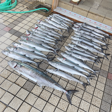 サワラ/ブレードジギング