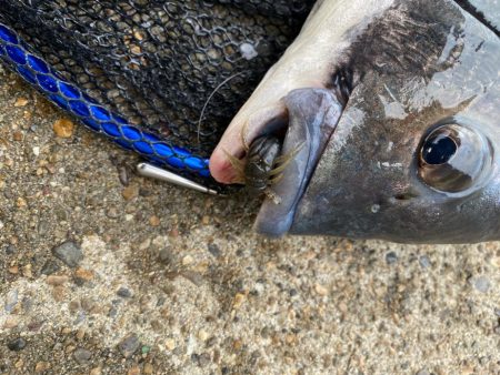 ショートバイトのみ