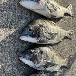 おチヌさんノッコミ中です