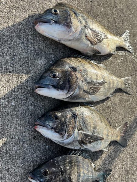 おチヌさんノッコミ中です