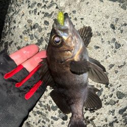 メバル　プラッキング