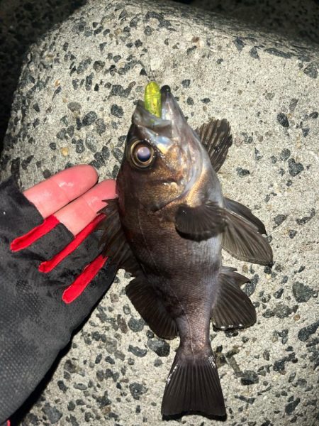 メバル　プラッキング