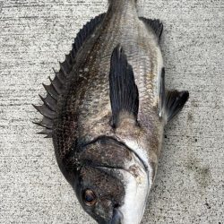 エビ撒きで久々のハネちゃん