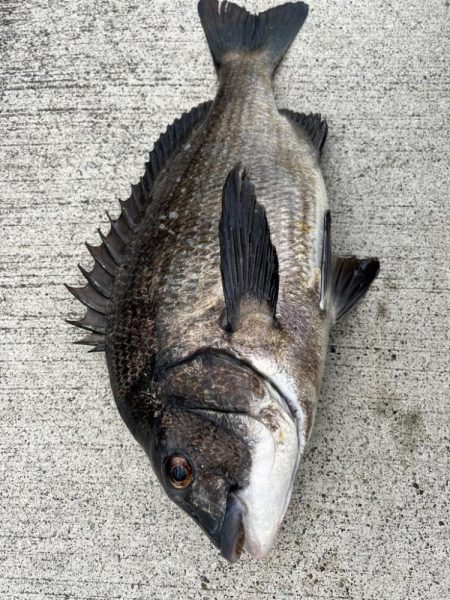 エビ撒きで久々のハネちゃん