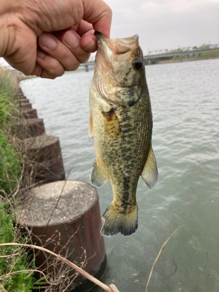 遠賀川釣果
