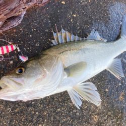 デイシーバス釣ったったにゃ!