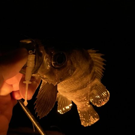 アジング&メバリング