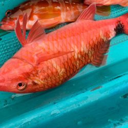 渋い中なんとかボウズのがれ