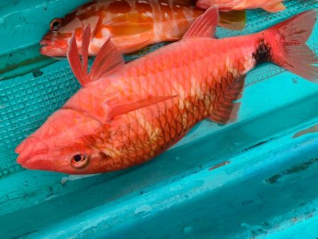 渋い中なんとかボウズのがれ