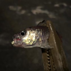 まだまだ寒い、豆アジング