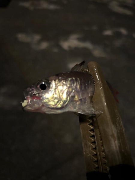 まだまだ寒い、豆アジング