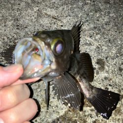 メバルは流れが大事