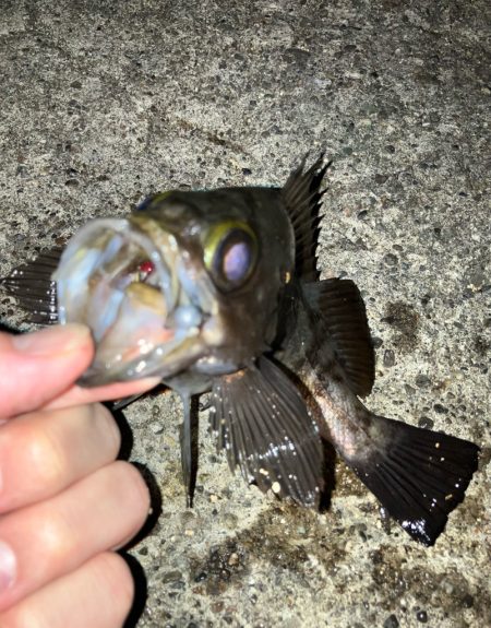 メバルは流れが大事