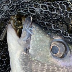 夕方からチニング