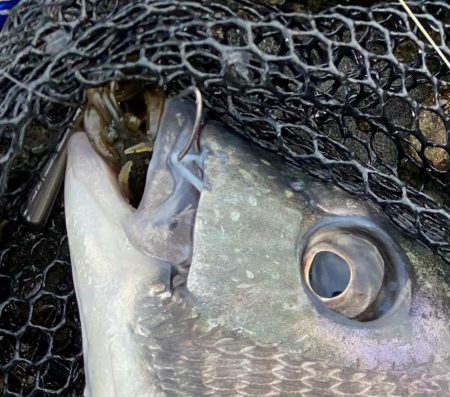 夕方からチニング