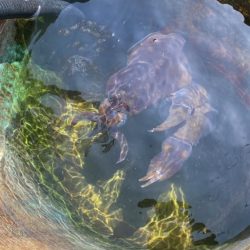 レッドモンスター狙いのはずが…