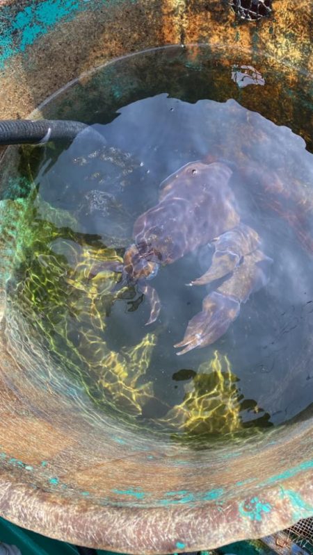 レッドモンスター狙いのはずが…