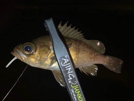 アジング&メバリング