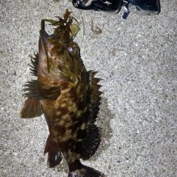 メバリングのつもりがチヌ釣れた