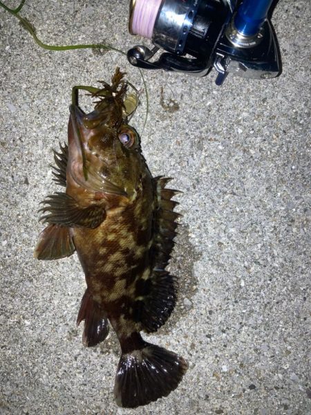 メバリングのつもりがチヌ釣れた