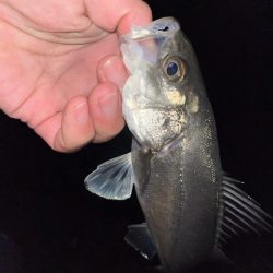 数メートルの違い