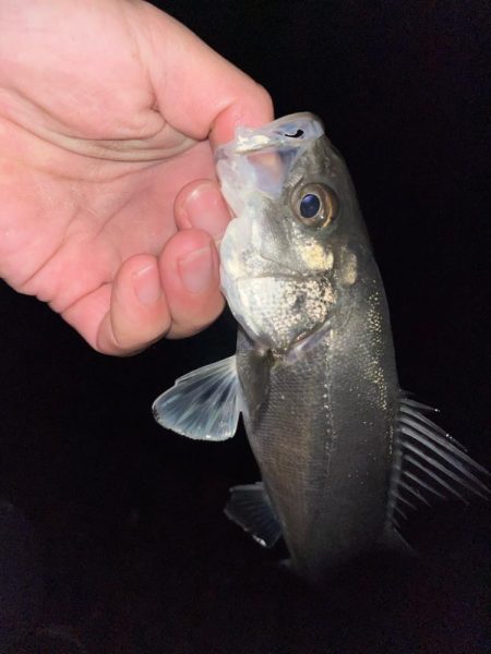 数メートルの違い