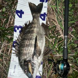 クロダイ　ルアーフィッシング