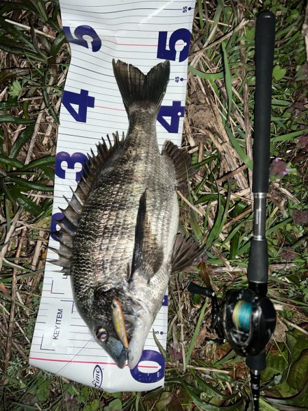 クロダイ　ルアーフィッシング